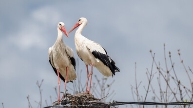 Бягат ли щъркелите от войната: Истината зад видеата в интернет