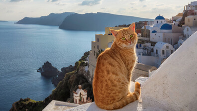 Гърция преброи бездомните котки в страната