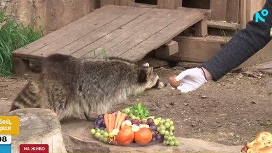 Обитателите на зоопарка в Стара Загора получиха лакомства за Великден