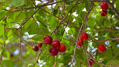 45 евро за килограм джанки: Как хората в Северозападна България приеха новината