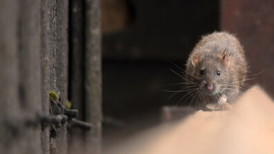 Първият в света паметник на плъх-сапьор бе издигнат в Камбоджа