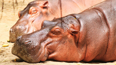 Колумбия планира да намали популацията на хипопотамите на Пабло Ескобар