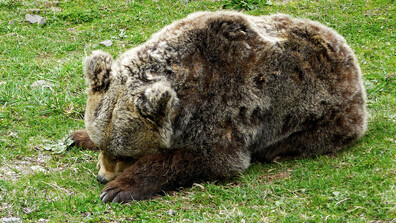 Мечките се събуждат от зимен сън, има риск от набези в населени места