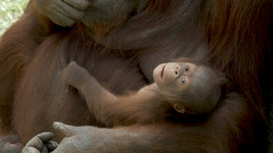 Бебе от критично застрашен вид орангутан се роди в зоопарк в Мадрид (ВИДЕО)