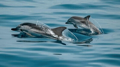 МОСВ сезира прокуратурата за смъртта на делфини и птици край Шабла