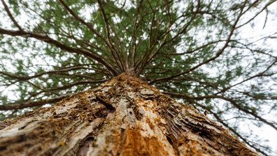 Зеленото богатство на България: Какво е състоянието на горските ресурси у нас