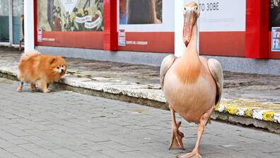 Варна се пита къде изчезна розовият пеликан Стойчо (СНИМКИ)