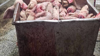 БАБХ затвори кланица край Пловдив, унищожават 35 тона месо