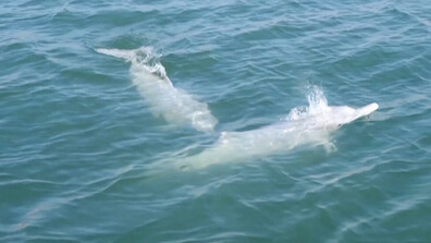 Застрашени от изчезване бели делфини бяха забелязани край бреговете на Източен Китай (ВИДЕО)