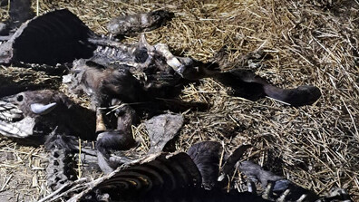 Огнище на антракс в Силистренско: БАБХ запечата незаконни обекти за месо