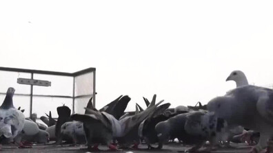 "Гълъби вестоносци" - историята на една древна моголска традиция