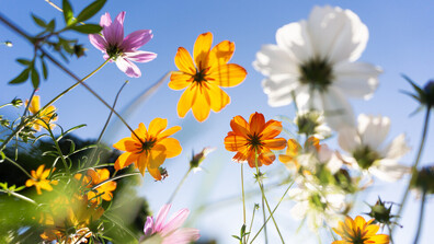 Летни температури следвани от бури с градушки през следващите дни