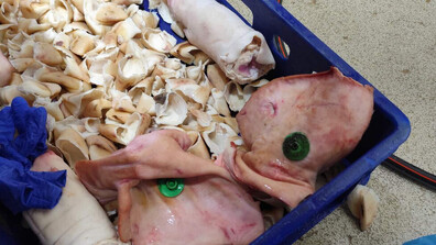 Над 3,5 тона негодно месо ще бъде унищожено в Дулово