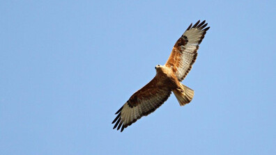 Обявена е нова защитена територия край река Студена, разширени са и три съществуващи местности