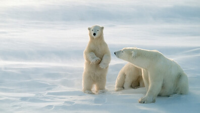 Селище в Аляска планира възстановяването на туризма с бели мечки до 2027 година