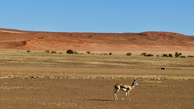 Сафари, племена и реалност: По следите на дивата природа и древните култури в Намибия (ВИДЕО+СНИМКИ)