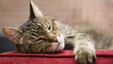 Учени от Япония разработиха препарат за лечение на хронична бъбречна недостатъчност при котки