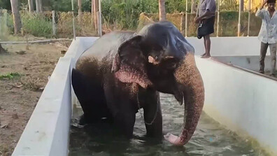 Слонове в Индия получиха разхлаждащи бани и специално лятно меню