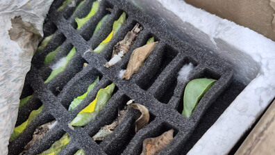 Заловиха контрабандни какавиди на редки тропически пеперуди на „Капитан Андреево“ (СНИМКИ)