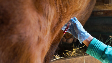Поредно огнище на бруцелоза в Симитли, десетки животни отиват в кланица