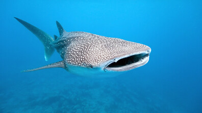 Индонезия е убежище за китовите акули