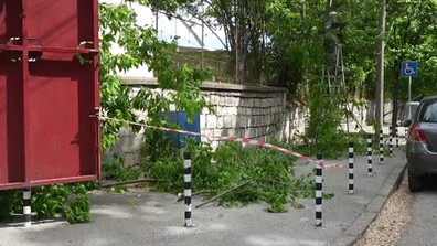 Силният вятър събори дървета и клони в Русе