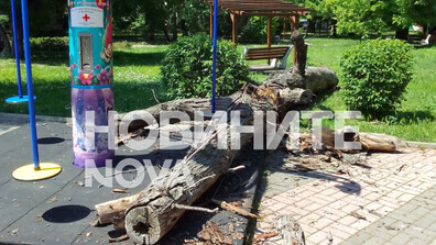 Дърво рухна върху въртележка, на която било дете, в центъра на Чирпан
