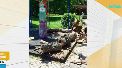 "Дървото падна от нищото, разлетяха се и стършели": Говори майката, чието дете се размина на косъм от трагедия в Чирпан