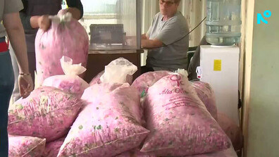 До 16 000 евро за килограм: Необрани полета от маслодайна роза и голям скок в цените
