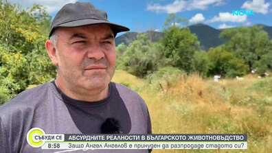 Абсурдните реалности в българското животновъдство