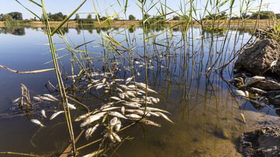 Тонове мъртва риба изплуваха в полски канал заради цъфтеж на отровно водорасло