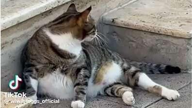 Бургаско коте стана световна звезда: „Friendly Chonk” покори социалните мрежи