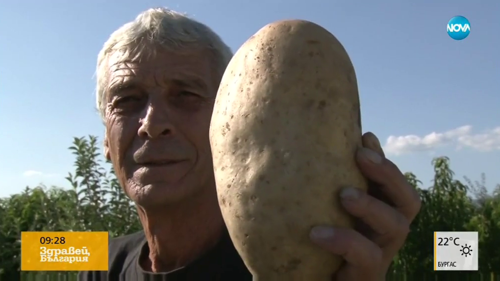 Картофель сорта великан отзывы. Сорт картофеля великан. Самые крупные сорта картофеля. Самые крупные сорта картошки.