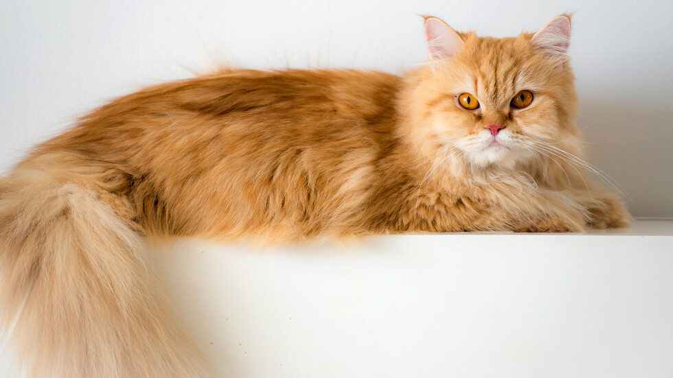 Персийска котка. Снимка: IStock, архив