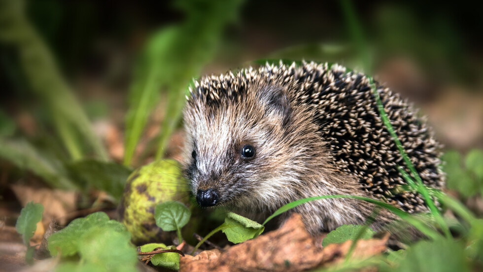 Снимка: iStock