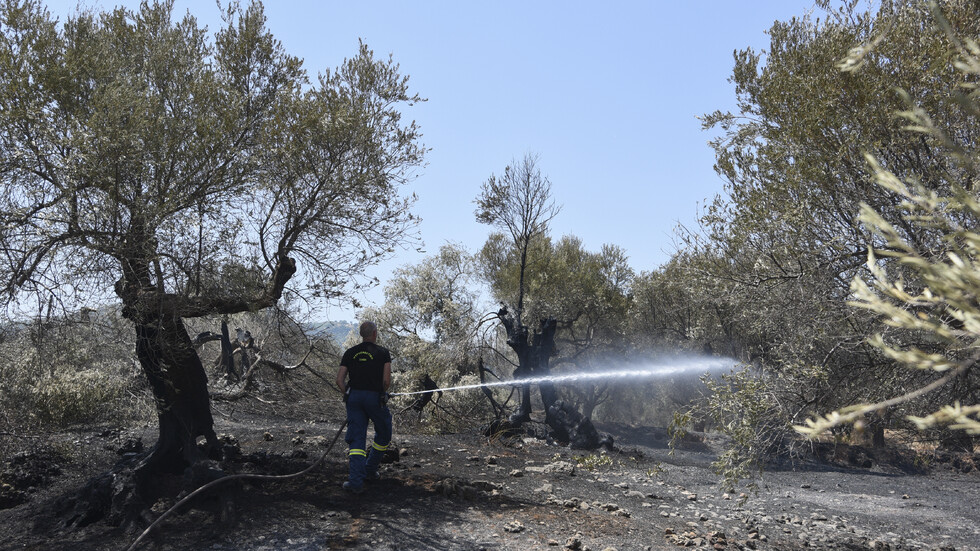 ΣΥΓΚΙΝΗΤΙΚΟ: Έλληνες πυροσβέστες έσωσαν χελώνα και κουτάβι από καμένα δάση (ΦΩΤΟΓΡΑΦΙΕΣ) – Περίεργο – Ο κόσμος – Ειδήσεις NOVA