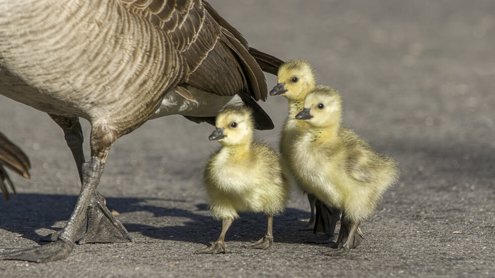 Снимка: iStock