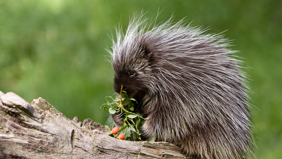 Снимка: iStock