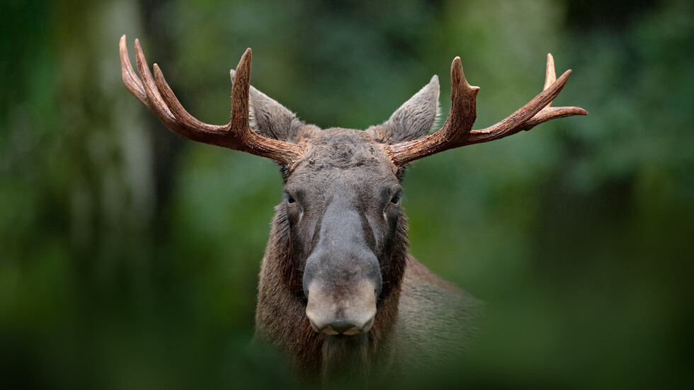 Снимка: iStock