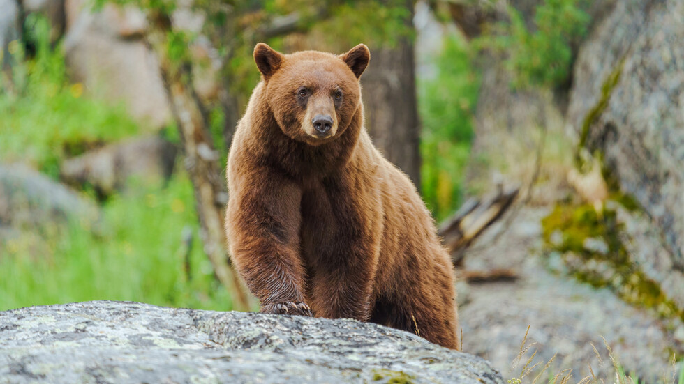 Снимка: iStock