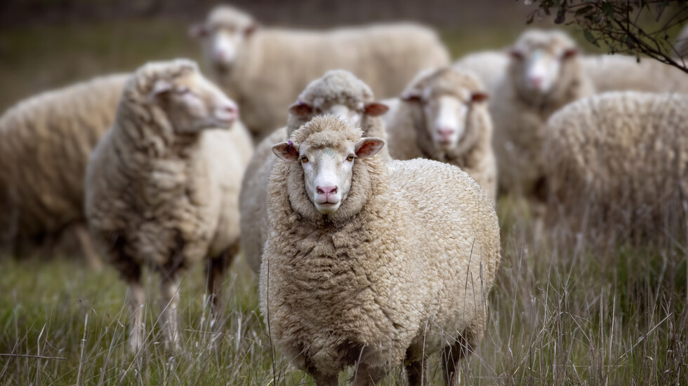 Flock of Sheep Devours Medicinal Cannabis in Greece