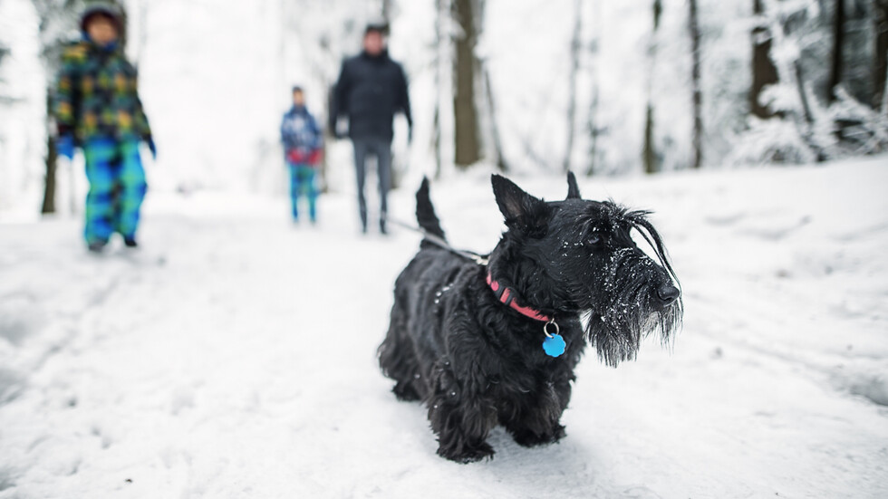 Снимка: iStock