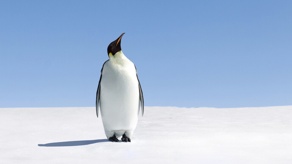 Снимка: iStock