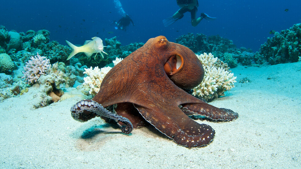 Нетърпелив женски октопод завлече любимия на дъното