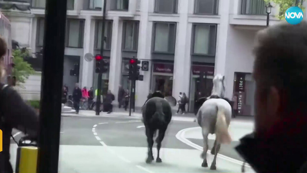 Два от конете на кавалерията, бягали по улиците на Лондон, са в тежко състояние