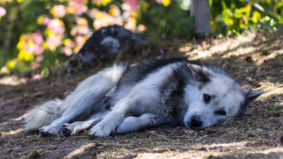 Снимка: iStock