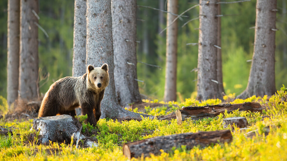 Снимка: iStock