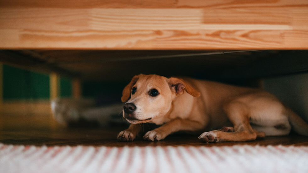 Снимка: iStock