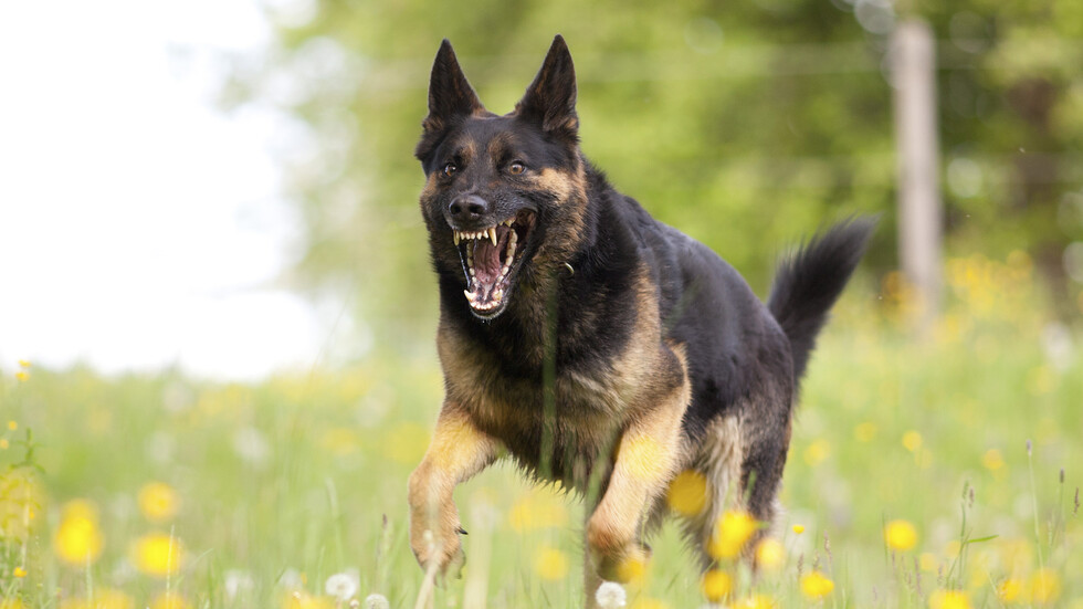 Снимка: iStock