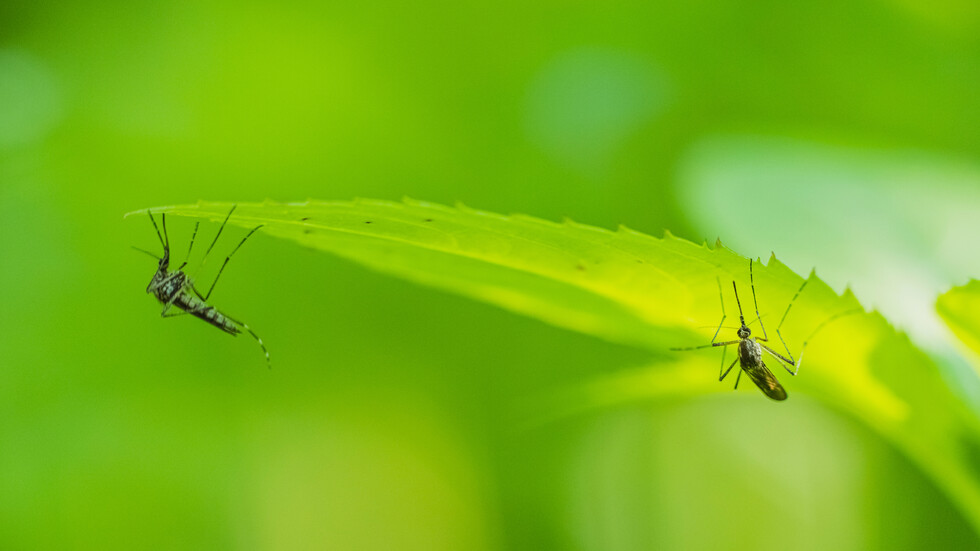 Снимка: iStock